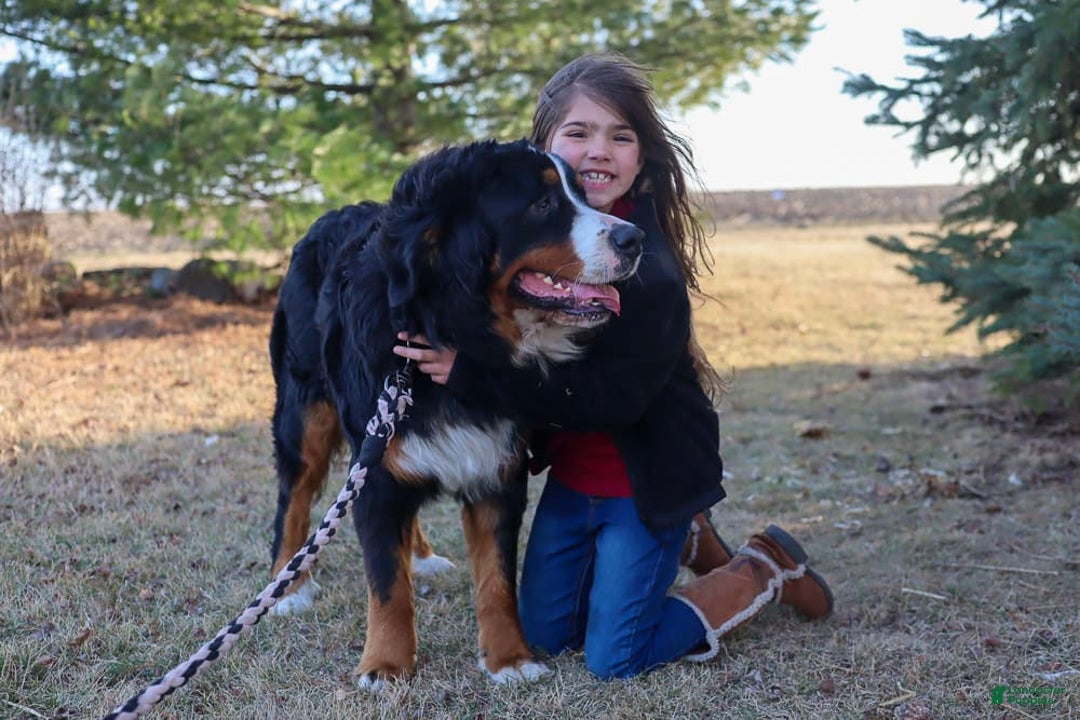 Bernese Mountain Dog dogs for sale: Beau - Image 4