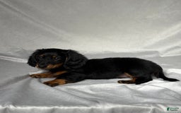 Miniature Dachshund dogs for sale: Miniature Dachshund 2 puppies - Image 5