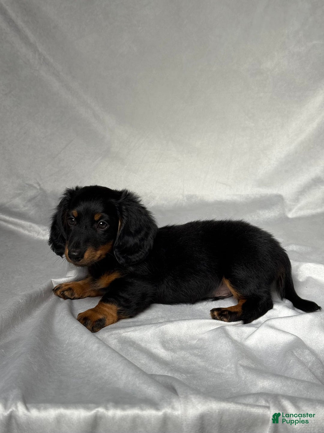 Miniature Dachshund dogs for sale: Miniature Dachshund 2 puppies - Image 5