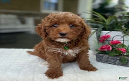 Mini Goldendoodle dogs for sale: Liam - Image 1