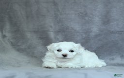 Maltese dogs for sale: Dakota - Image 8