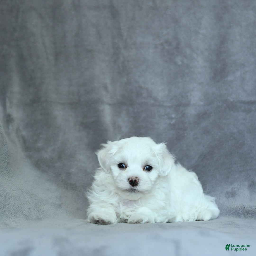 Maltese dogs for sale: Dakota - Image 8