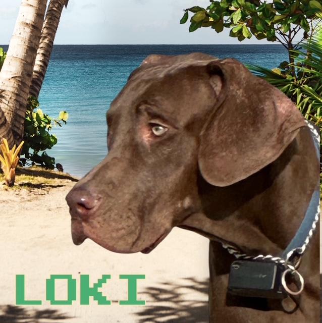 Great Dane dogs for sale: Kevin - Black Merle - Image 8