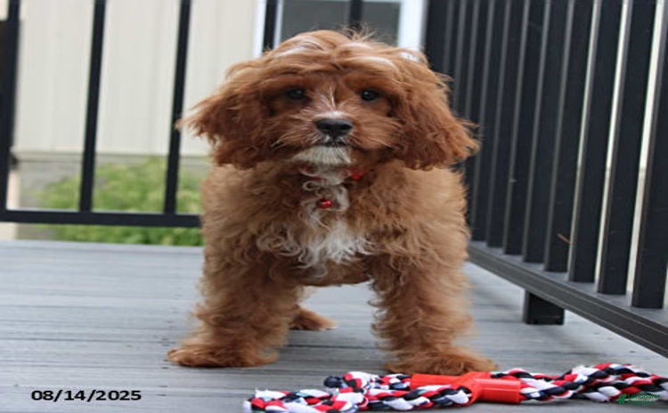 Cavapoo dogs for sale - Ad 5