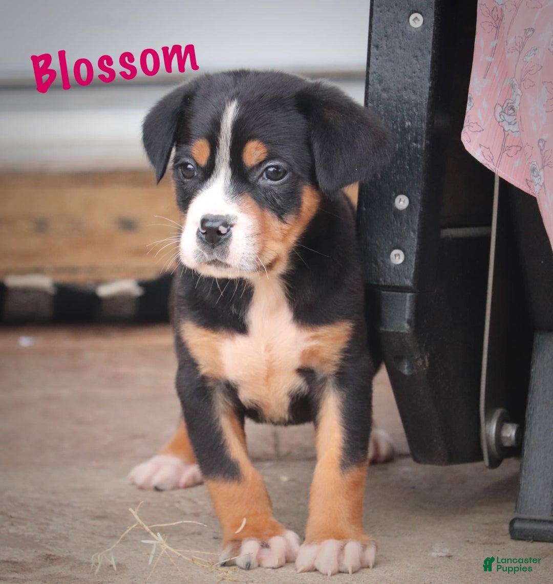 Greater Swiss Mountain Dog dogs for sale: Blossom - Image 1