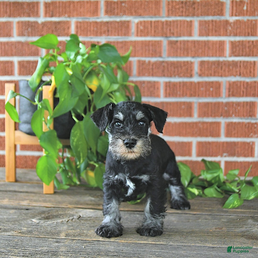 Miniature Schnauzer dogs for sale: Hector Champion Blood - Image 4