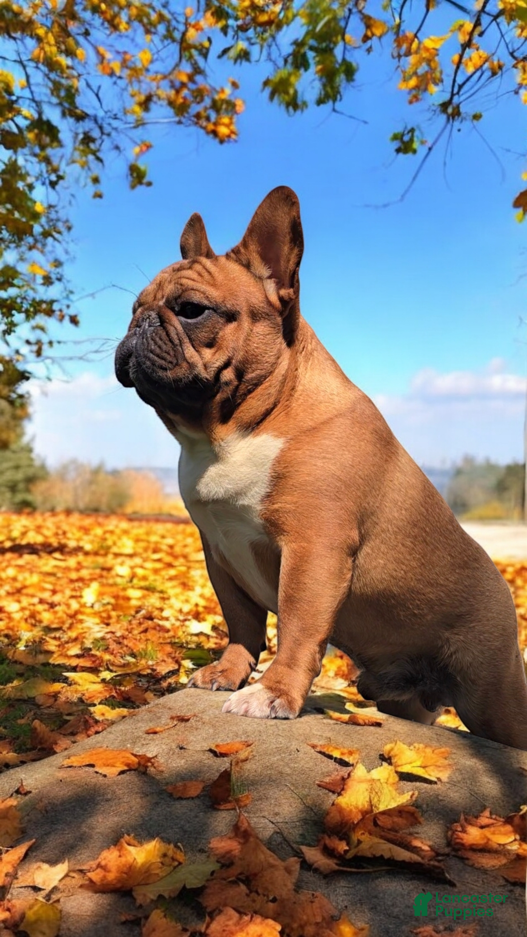 French Bulldog dogs for sale: Raider - Image 12