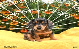 Miniature Dachshund dogs for sale: Wynn - Image 3