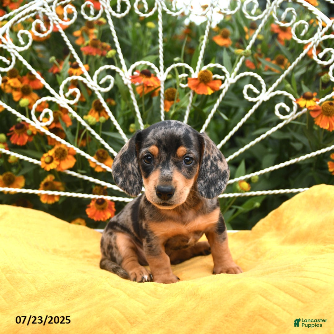 Miniature Dachshund dogs for sale: Wynn - Image 3