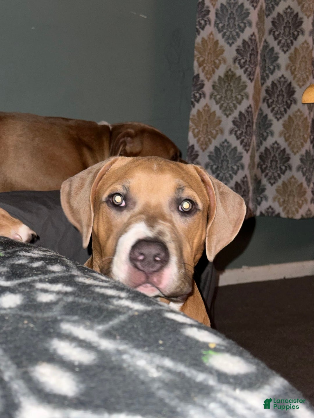 American Bully dogs for sale: Fawn/bluefawn - Image 12