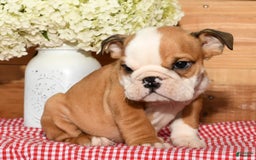 Beabull dogs for sale: Chase - Image 5