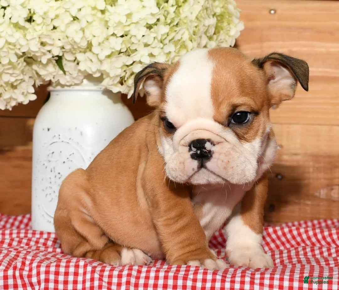Beabull dogs for sale: Chase - Image 5