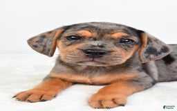Beabull dogs for sale: Stella - Image 3