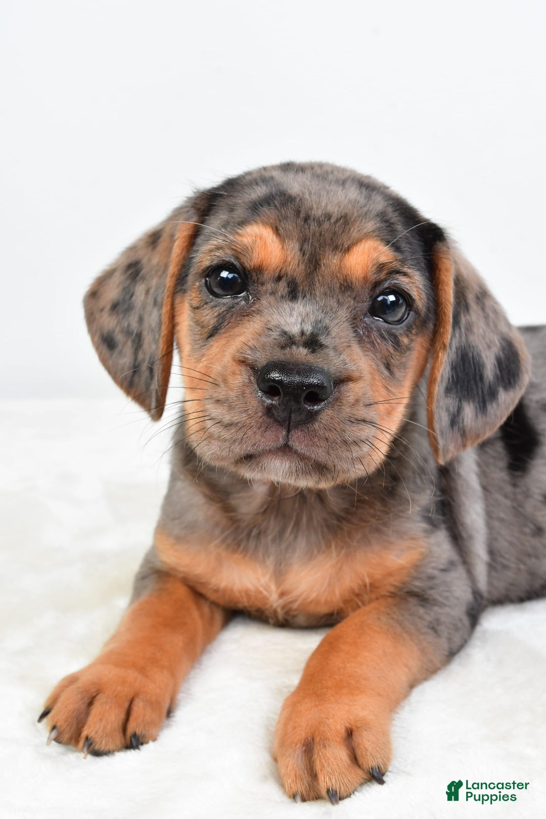 Beabull dogs for sale: Stella - Image 3