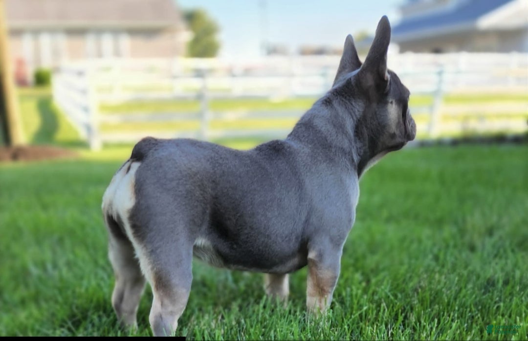 French Bulldog dogs for sale: Emma - Image 3