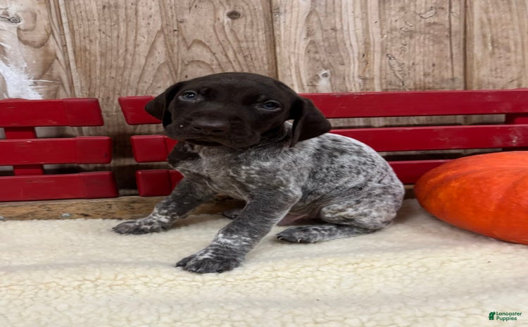 German Shorthaired Pointer dogs for sale - Ad 4