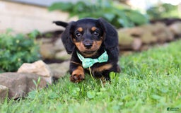 Miniature Dachshund dogs for sale: Olaf - Image 5