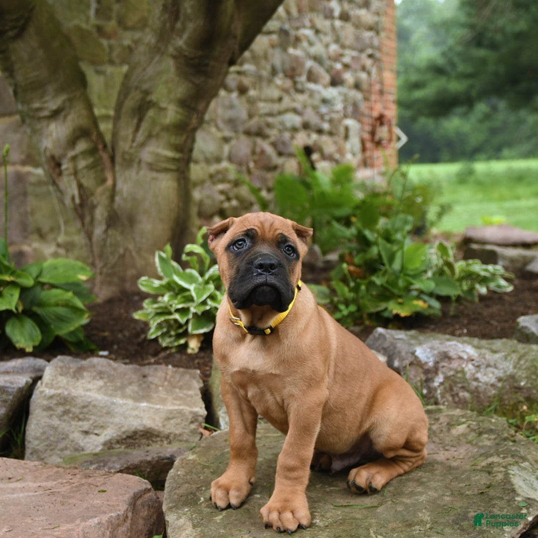 Cane Corso dogs for sale: Toby - Image 11