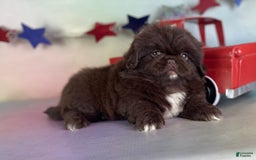 Pekingese dogs for sale: Akc Chocolate Truffle Dna Ofa - Image 8