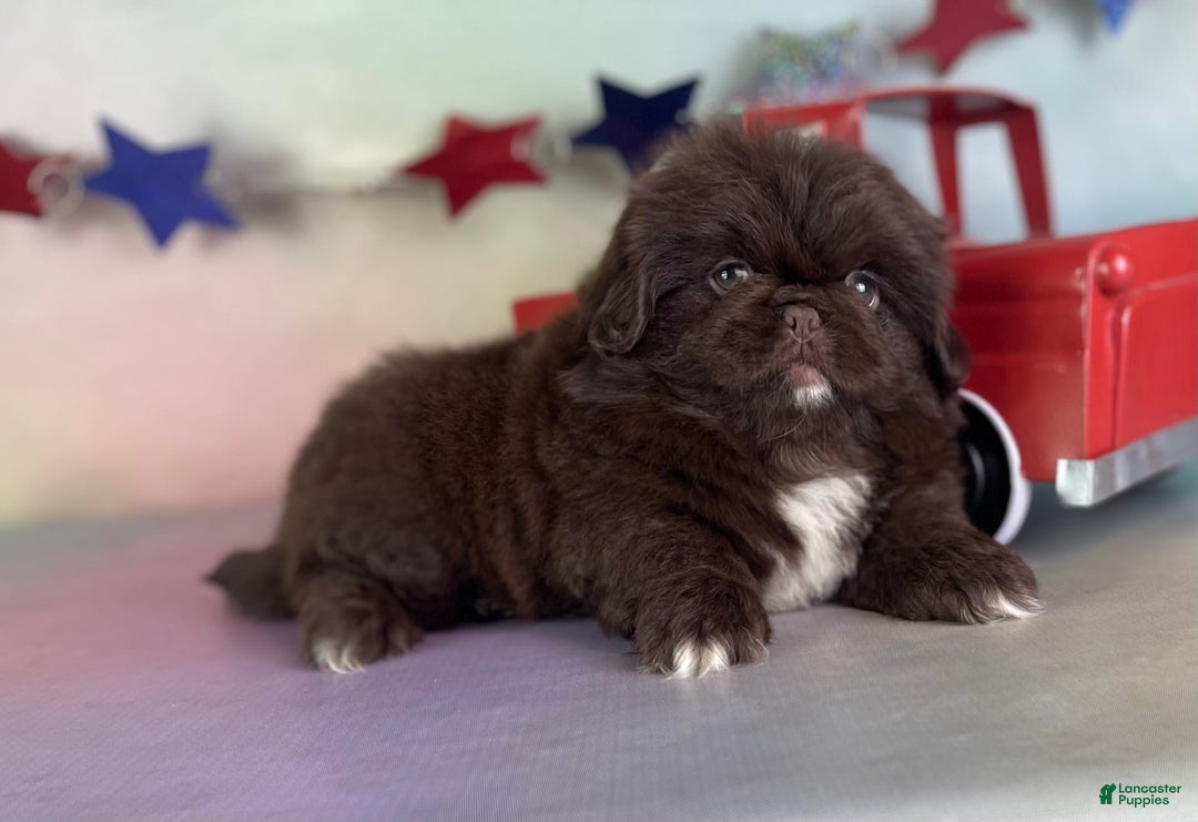 Pekingese dogs for sale: Akc Chocolate Truffle Dna Ofa - Image 8