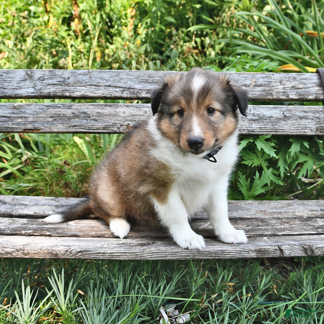 Shetland Sheepdog dogs for sale: Charlotte - Image 2