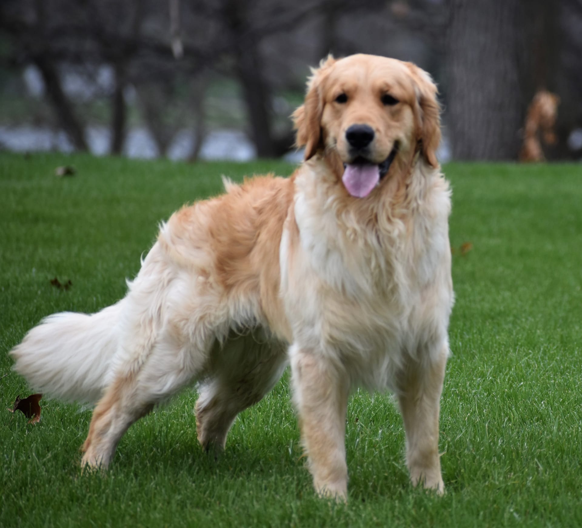 Golden Retriever dogs for sale: Tank - Image 6
