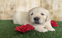 Golden Retriever dogs for sale: Chevelle - Image 2