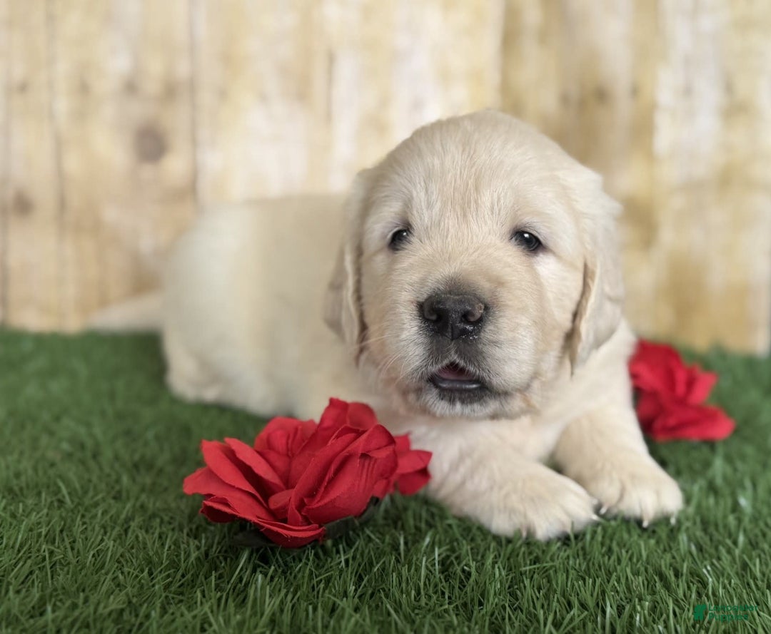 Golden Retriever dogs for sale: Chevelle - Image 2