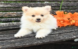 Pomeranian dogs for sale: Jess - Image 4