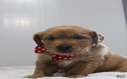 Golden Retriever dogs for sale: Amber - Image 14