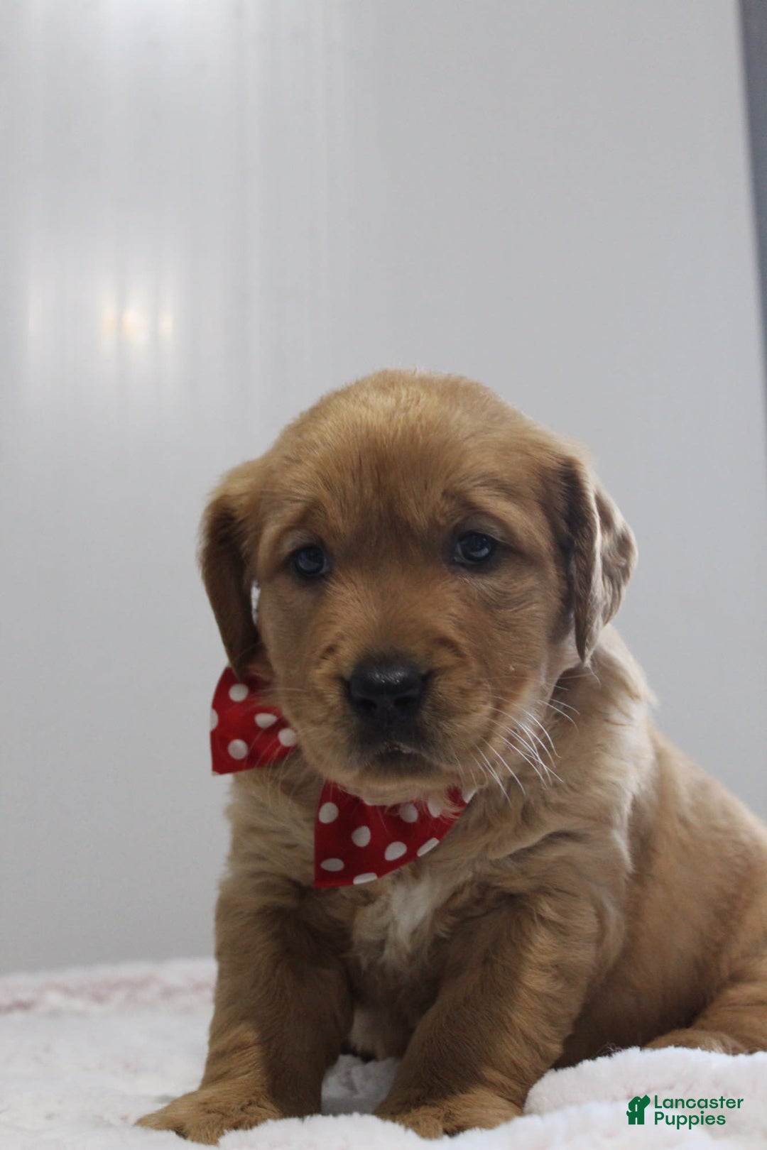 Golden Retriever dogs for sale: Amber - Image 14