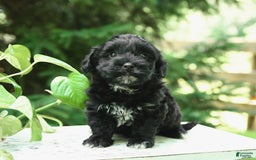 Shorkie dogs for sale: Irving - Image 3