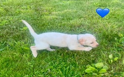Labrador Retriever dogs for sale: Female Yellow Blue Collar - Image 1