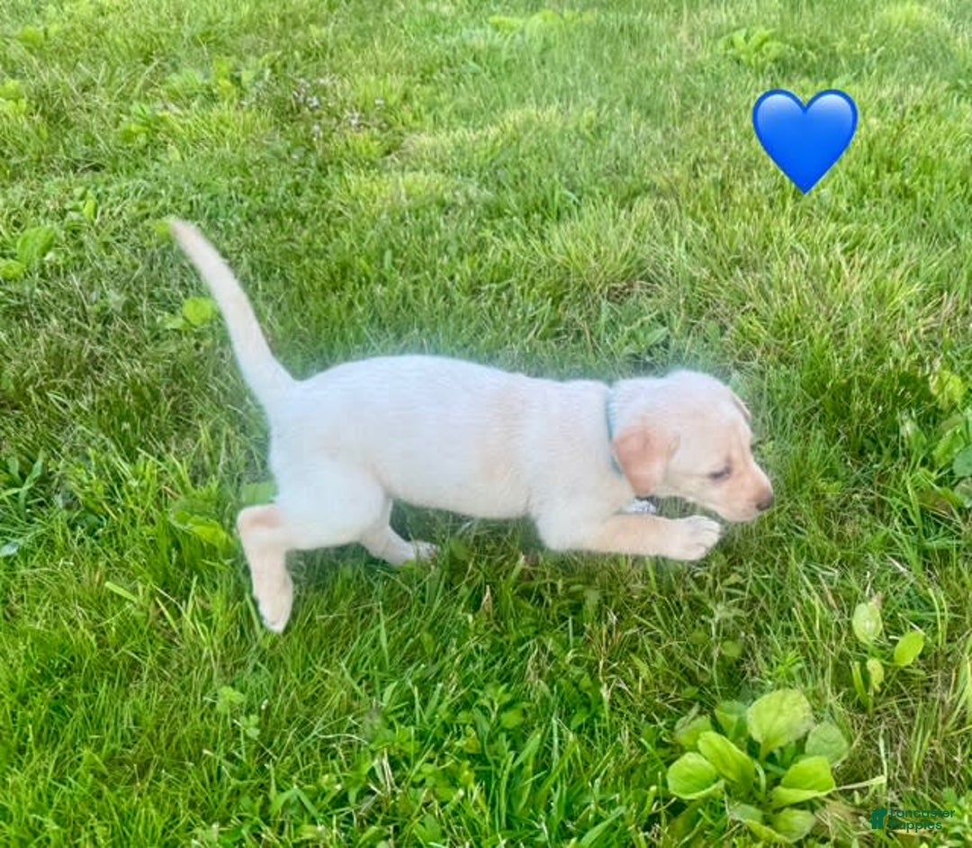 Labrador Retriever dogs for sale: Female Yellow Blue Collar - Image 1