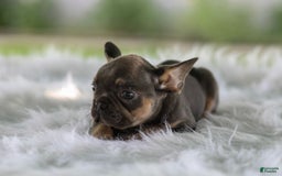 French Bulldog dogs for sale: Leo - Image 3