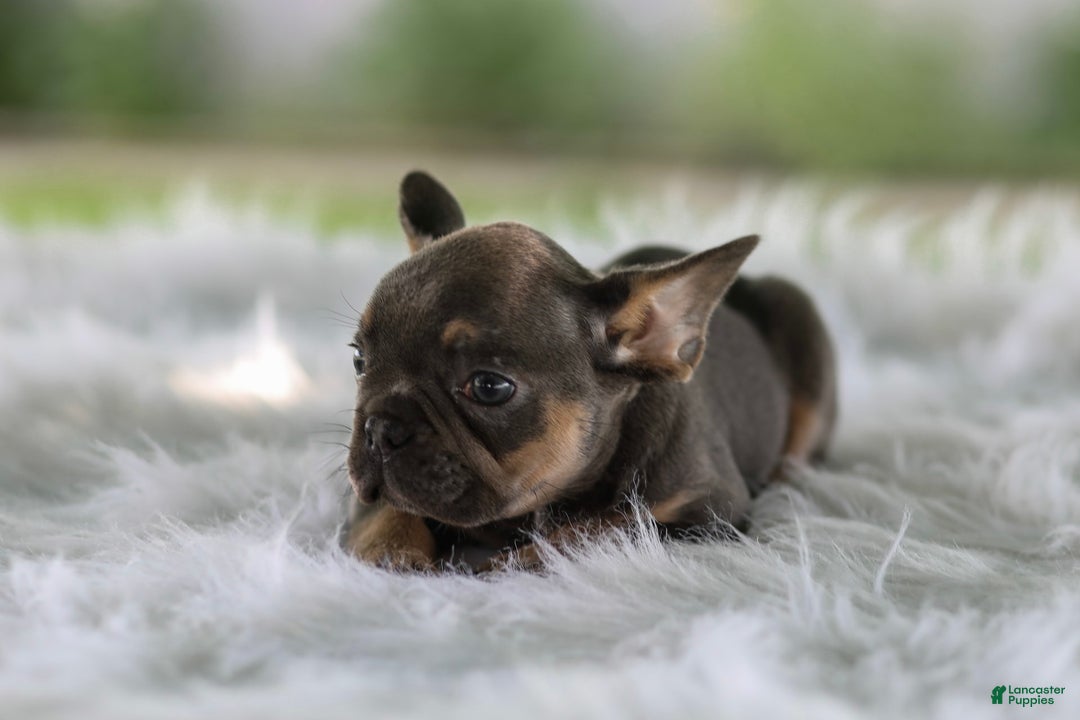 French Bulldog dogs for sale: Leo - Image 3