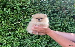 Maltipoo dogs for sale: Kevin - Image 1