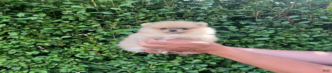 Kevin