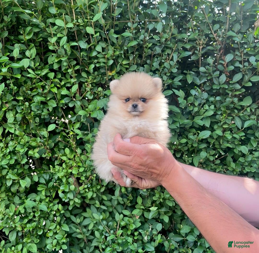 Maltipoo dogs for sale: Kevin - Image 1