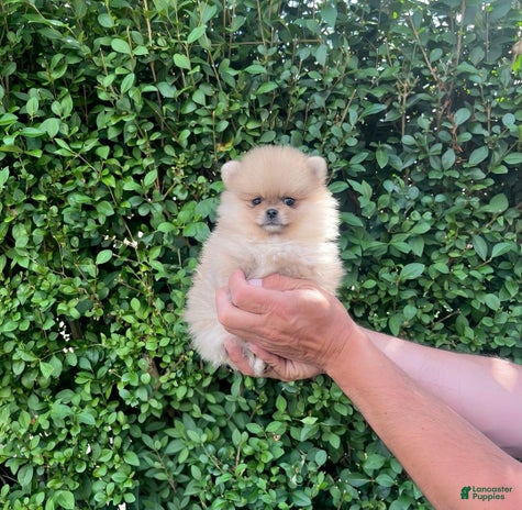 Maltipoo dogs for sale - Ad 5