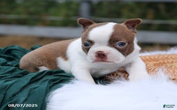 Boston Terrier dogs for sale: Mack - Image 1