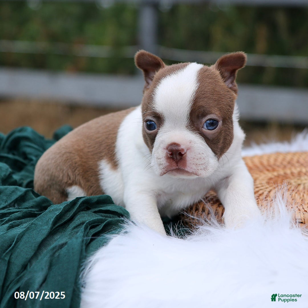 Boston Terrier dogs for sale: Mack - Image 1
