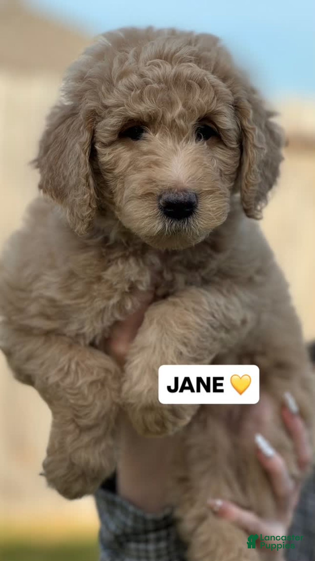 Goldendoodle dogs for sale: Jane - Image 1