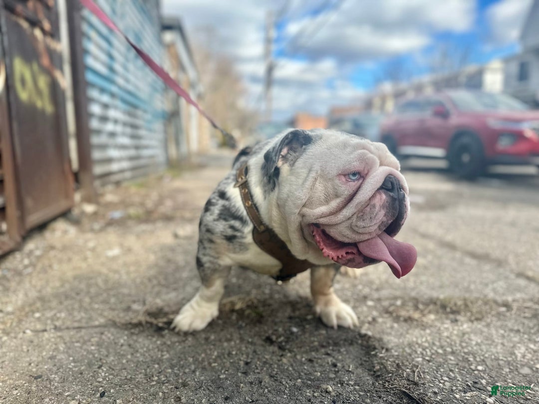 English Bulldog dogs for stud: Crypto - Image 1