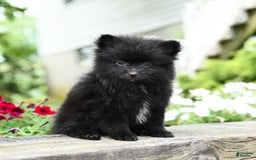 Pomeranian dogs for sale: Basil - Image 1