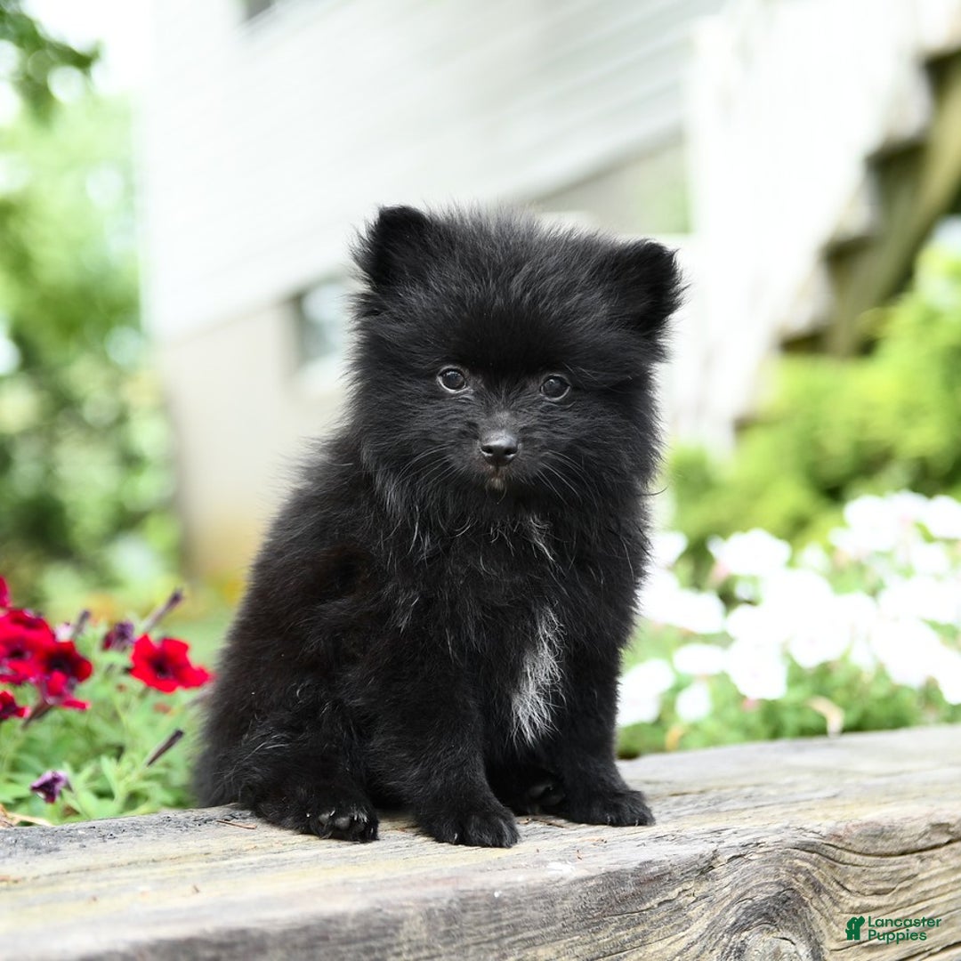 Pomeranian dogs for sale: Basil - Image 1