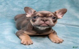 French Bulldog dogs for sale: Stitch - Image 2