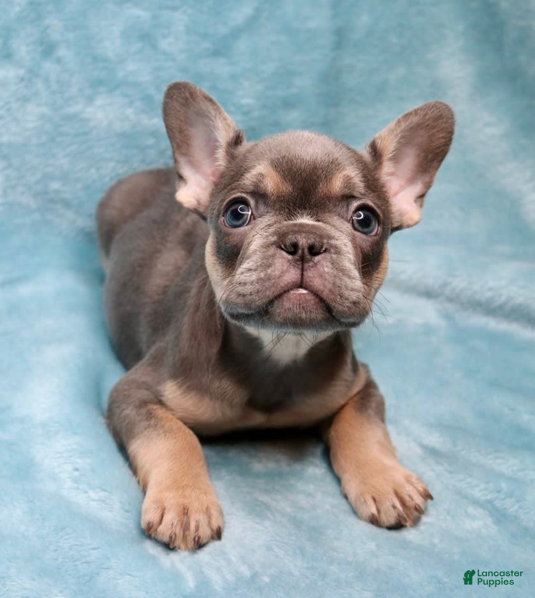 French Bulldog dogs for sale: Stitch - Image 2