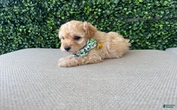 Toy Poodle dogs for sale: Tito - Image 1