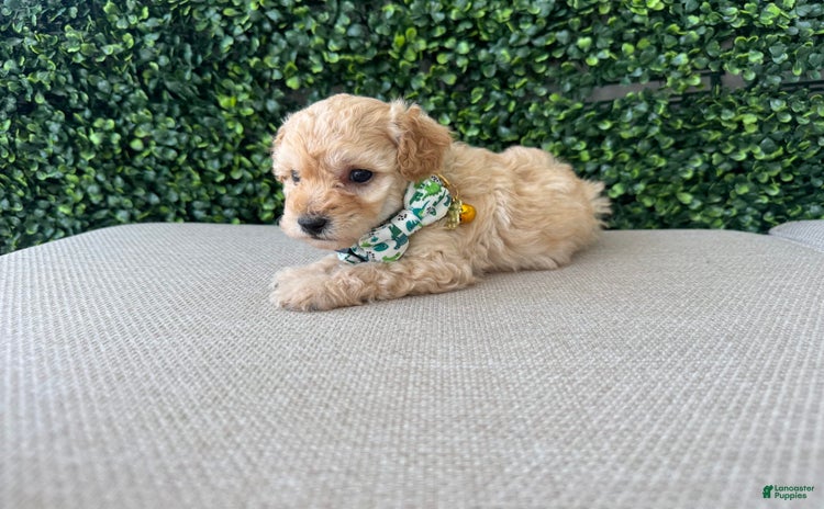 Toy Poodle dogs for sale - Ad 2